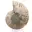 Polished ammonite: Marine geometry of Madagascar — 6