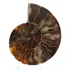 Ammonite from Madagascar: Rhythm and Sedimentation - 1