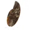Ammonite from Madagascar: Rhythm and Sedimentation - 2