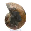 Polished Ammonite Fossil: Density and Details - 0