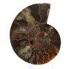 Polished Ammonite Fossil: Density and Details - 1