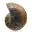 Polished ammonite: Marine geometry of Madagascar — 7