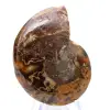 Polished ammonite: Marine geometry of Madagascar - 8