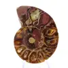 Ammonite from Madagascar: Mineral Fineness - 1