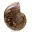 Polished ammonite: Marine geometry of Madagascar — 8