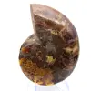 Ammonite Specimen: The Clarity of Mahajanga - 0