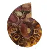 Ammonite Specimen: The Clarity of Mahajanga - 1
