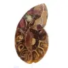 Ammonite Specimen: The Clarity of Mahajanga - 2