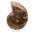 Polished ammonite: Marine geometry of Madagascar — 9