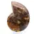 Ammonite Specimen: The Clarity of Mahajanga