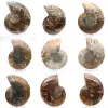 Polished ammonite: Marine geometry of Madagascar - 0