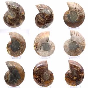 Polished ammonite: Marine geometry of Madagascar