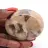 Mineral pebble in feldspar from Madagascar – Collection