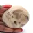Feldspar from Madagascar – Natural pebble for collectors