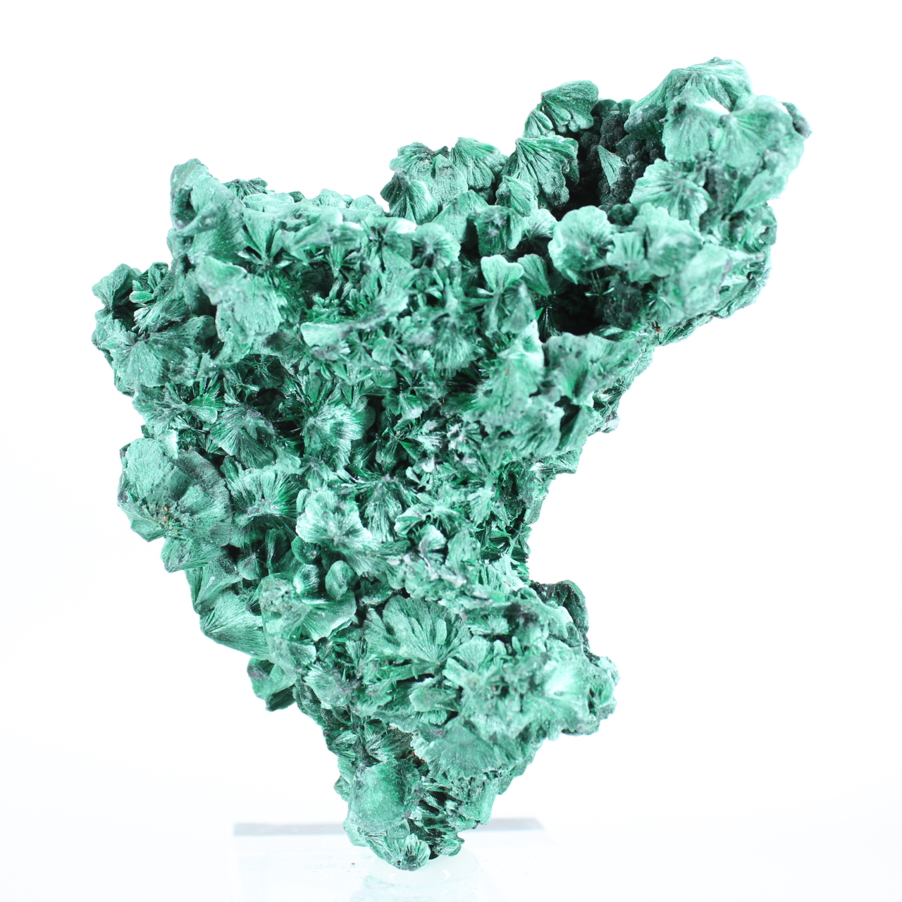Malachite aggregate from Congo-Kinshasa for collectors, on stand