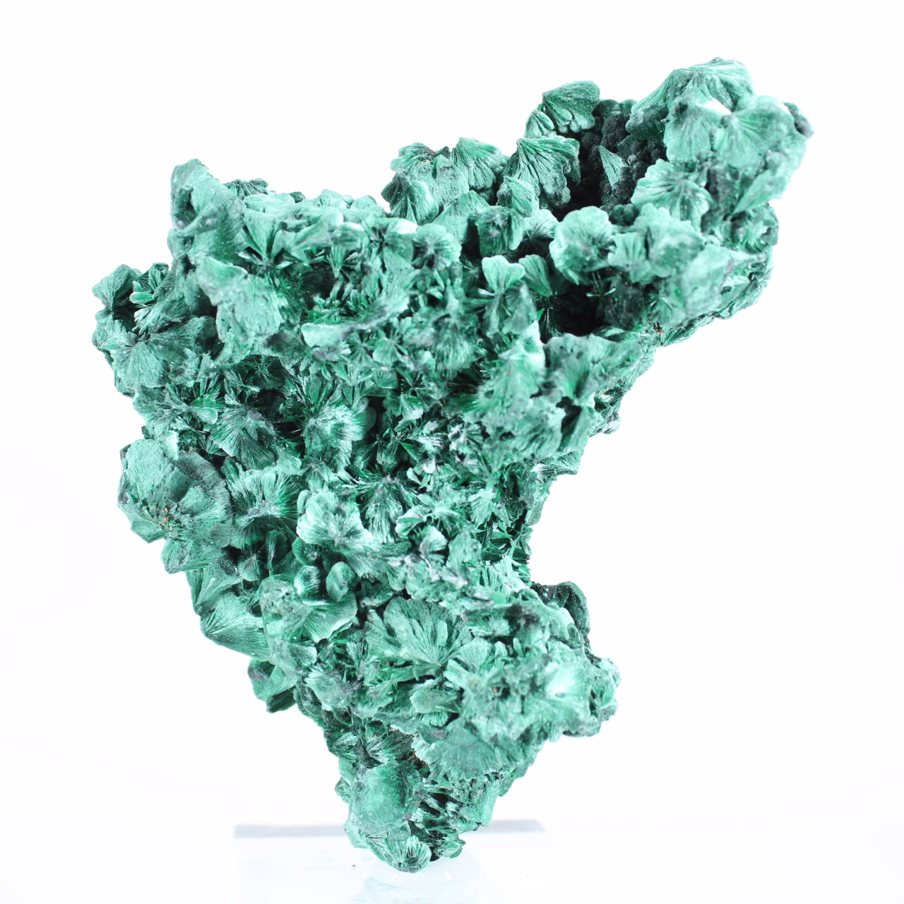 Malachite aggregate from Congo-Kinshasa for collectors, on stand