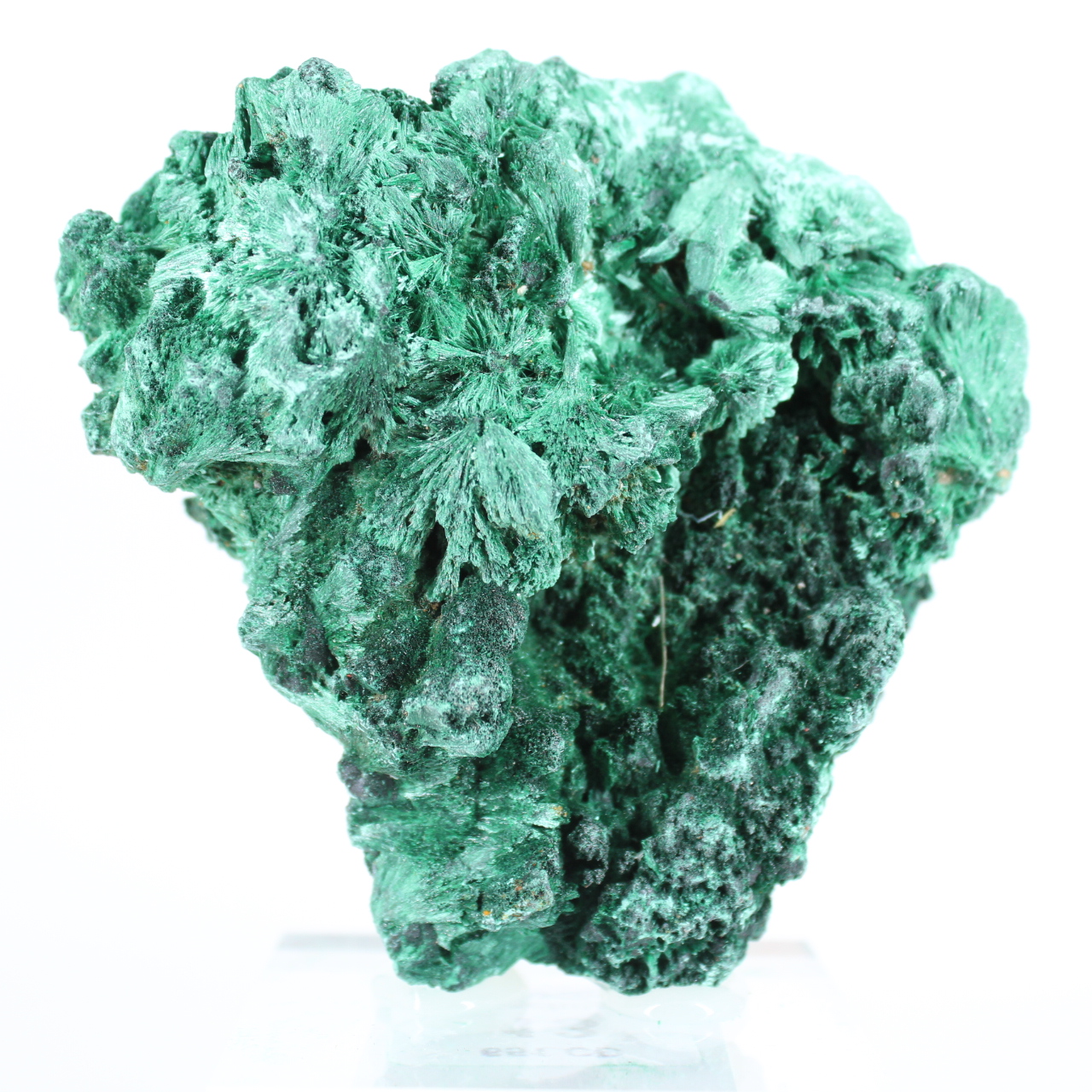 Natural green malachite from Congo in fibrous aggregate, on stand