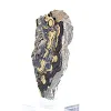 Polish Schalenblende polished slice on acrylic stand - 4