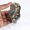Polish Schalenblende polished slice on acrylic stand - 1