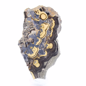 Polish Schalenblende polished slice on acrylic stand