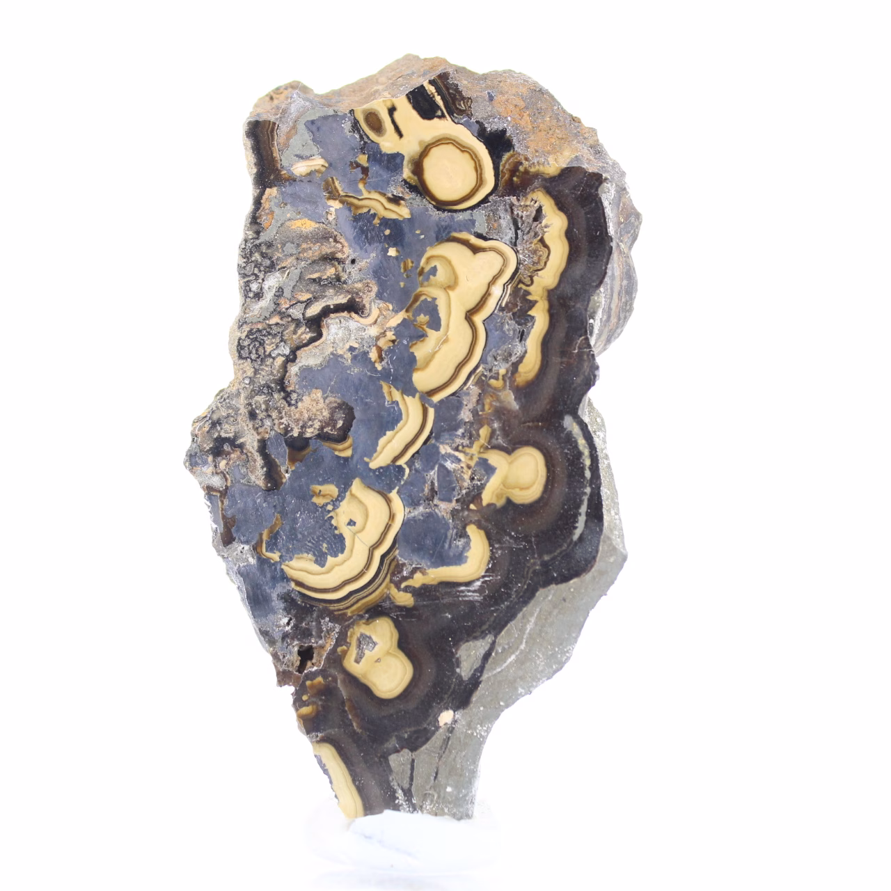 Polish Schalenblende polished slice on acrylic stand