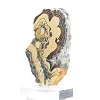Polish Schalenblende two-tone slice on clear stand - 4
