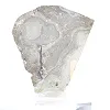 Polish Schalenblende double-sided slice on clear stand - 5
