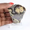 Polish Schalenblende double-sided slice on clear stand - 1