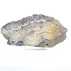 Polish Schalenblende elongated slice, polished face - 5