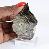 Polish Schalenblende thick slice, polished face - 1