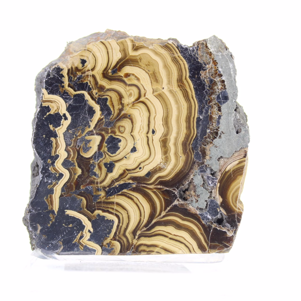 Polish Schalenblende with contrasting surfaces on stand