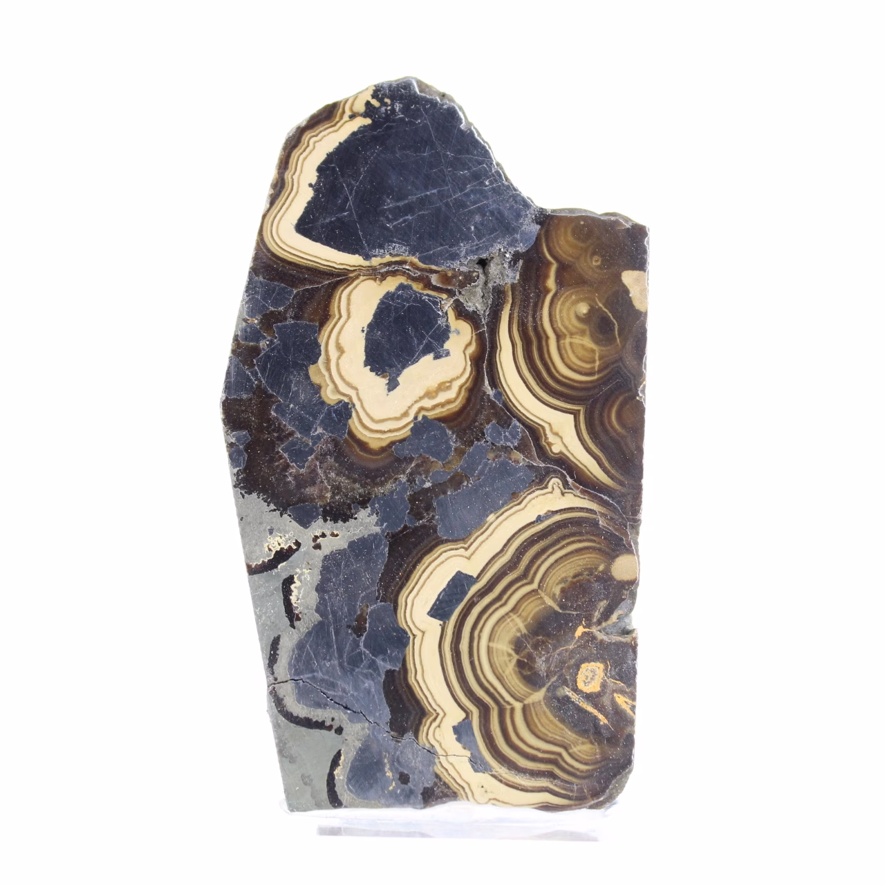 Polish Schalenblende, 145 g, raw and polished slice