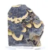 Polish Schalenblende on stand, 240 g slice - 0
