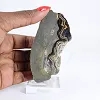Polish Schalenblende elongated slice on acrylic stand - 1
