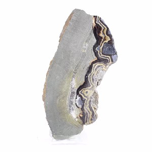 Polish Schalenblende elongated slice on acrylic stand