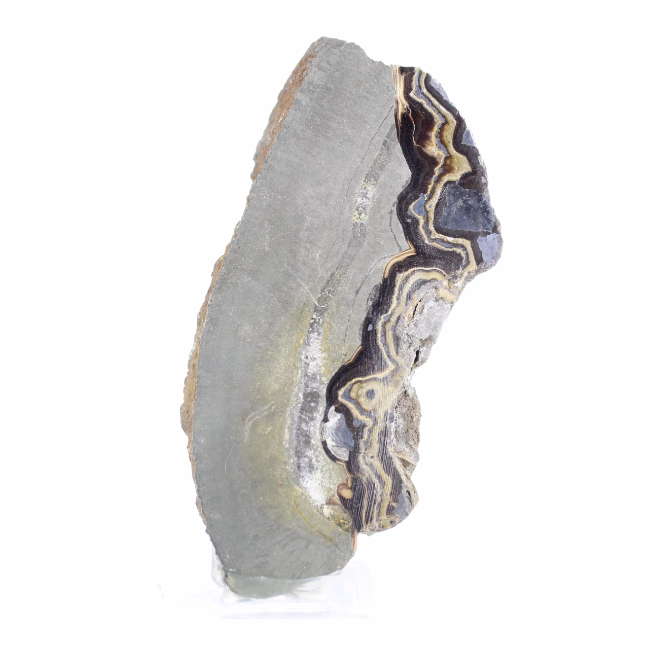 Polish Schalenblende elongated slice on acrylic stand