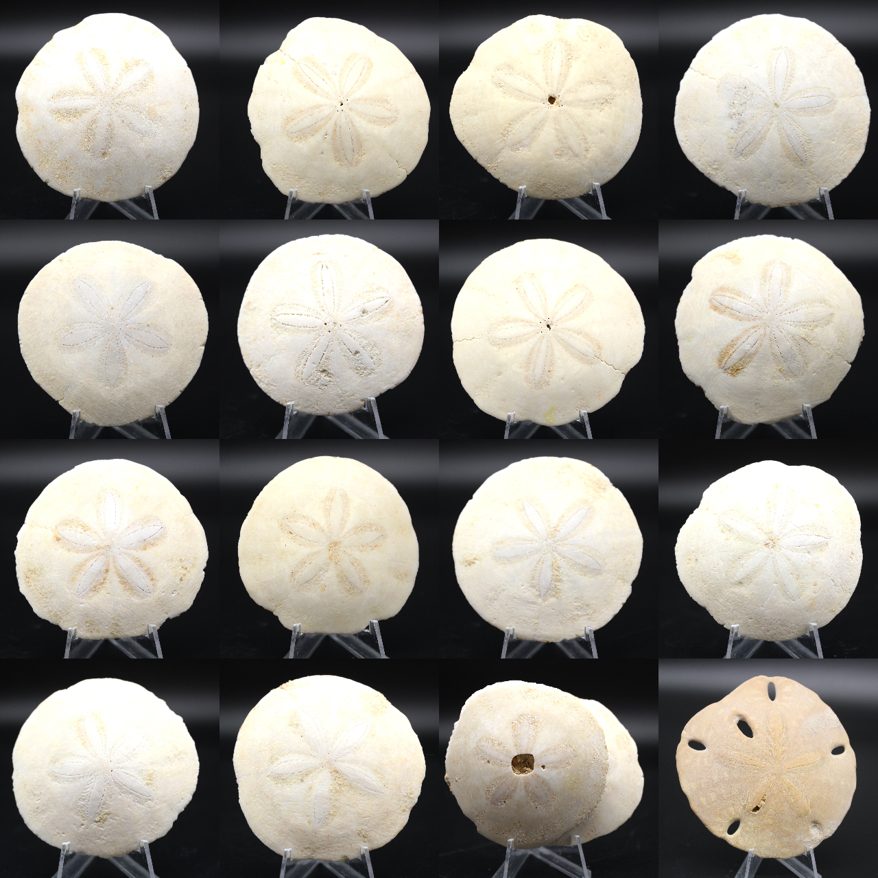 Scutella, fossil sea urchin